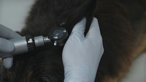 Veterinarian Examining Dogs Ear With Otoscope · Free Stock Video