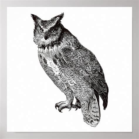 Vintage Owl Illustration Print