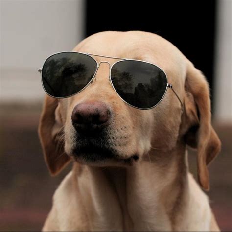How Looking Dog Wearing Glasses Rfunnyanimals