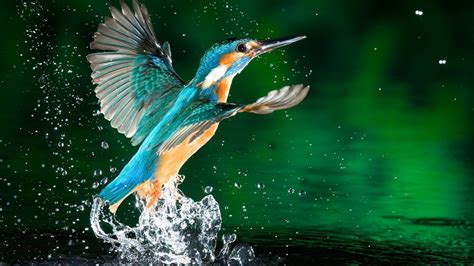 Kingfisher Bird Fisherman Hd Wallpaper Download For Mobile