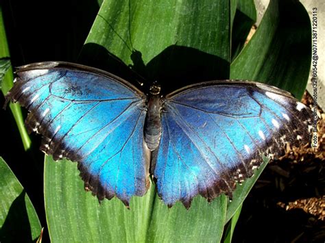 Mariposa Azul O Morfo La Marta