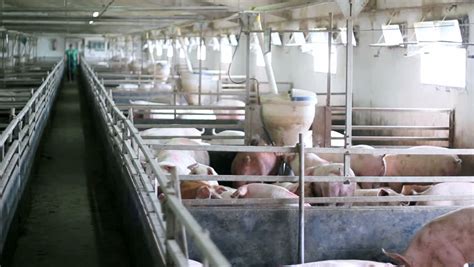 Veterinarian Doctor Examining Pigs At A Pig Farm Intensive Pig Farming