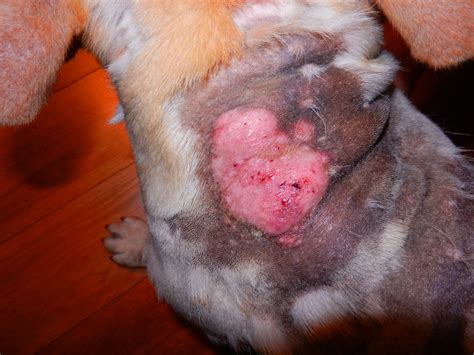 My Dog 3 Years Old French Bulldog Male Has Frequent Problems With Skin Caused By Immunity