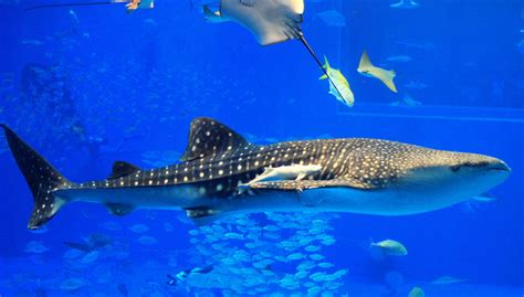 Whale Shark Underwater Ocean Sea Wallpapers Hd
