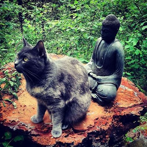 Zen Cat Cats Buddha Statue Pets
