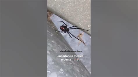Viuda Negra O Latrodectus Mactans Araña De Importancia Médica Youtube