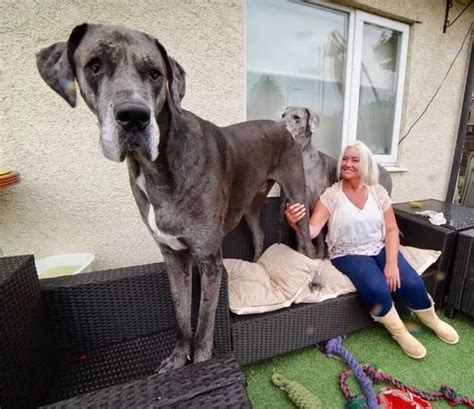 Meet Freddy The Great Dane Who Broke The Record For Worlds Oldest And