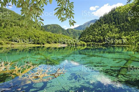 Lagoon And Trees At Jiuzhaigou Valley In China Stock Photo Download