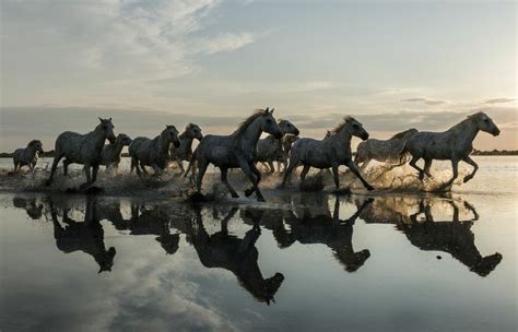 Galloping At Sunset Photo By Stephen Malcolm National Geographic