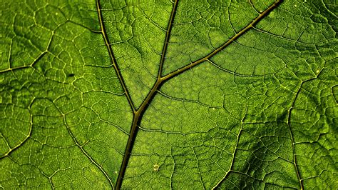 Plant Veins Leaf Macro Uhd 4k Wallpaper Pixelz