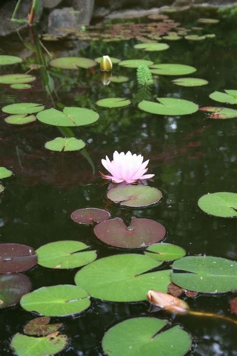Pin By Léa On Art Water Lily Pond Water Lilies Water Lilly