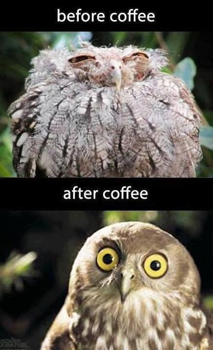 Owl Meme Coffee