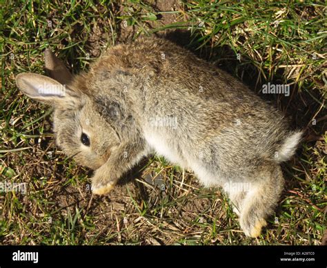 Dead Baby Rabbit By Roadside Stock Photo Alamy