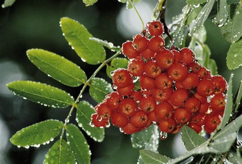 Download in under 30 seconds. Mountain Ash Berries In Rain Photograph by Steve Somerville