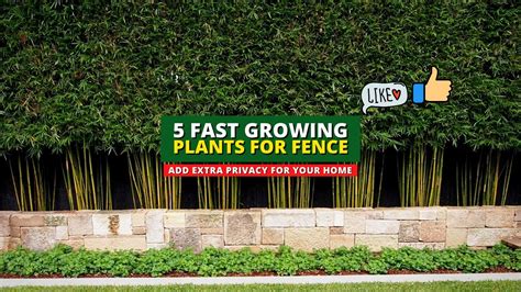 Extra Privacy Ideas 5 Fast Growing Plants For Fence 👍👌 Youtube