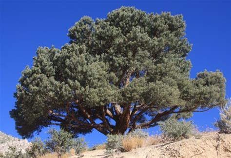 Gardening A Trip To Mountains May Have You Pining To Plant Pine Trees