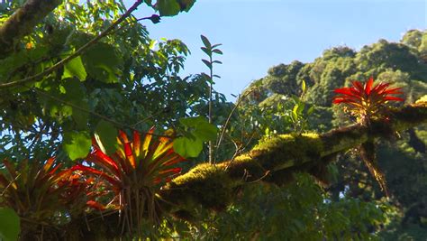Rain Forest Bromeliads In South America Videos De Metraje