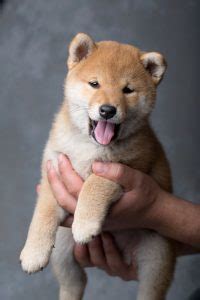 What are shiba inu (shib) price predictions saying about the new crypto play? - My First Shiba Inu