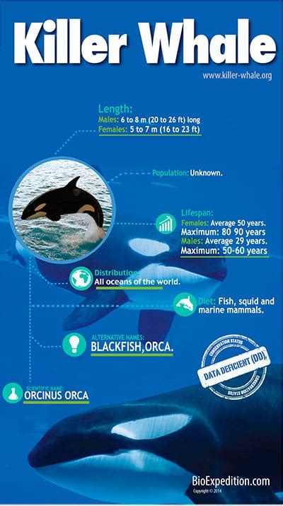 Killer Whale Facts And Information Orcinus Orca
