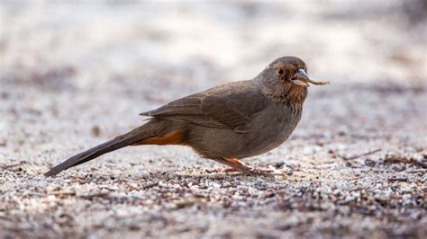 6 Types Of Towhee Birds And Eastern Towhee Identification
