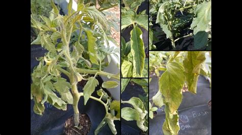 Tomato Plants Help Curled Leaves And Wilt Youtube