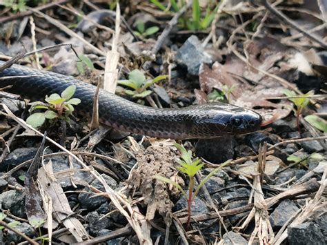 Eastern Small Eyed Snake Snake Species Snake Rescue
