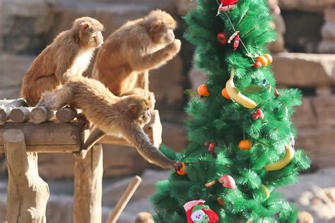 Monkeys Enjoy Christmas Feast In Zhengzhou 1 Cn