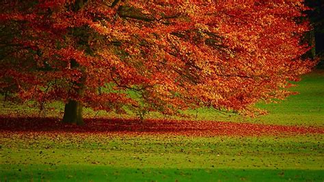 Orange Leafed Tree On Green Grass Field Hd Nature Wallpapers Hd