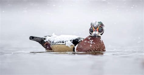 Duck In Snow Mostbeautiful