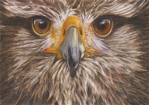 How to draw a harpy eagle with pencils time lapse. Eagle Drawing Pencil at GetDrawings | Free download