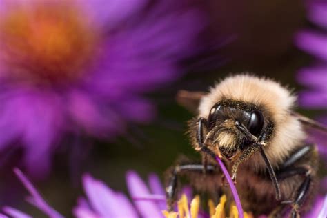 Bumblebee Extracts Pollen From Purple Aster Flower Flickr