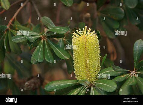 Coastal Banksia Tree Flower Banksia Integrifolia On The Australian