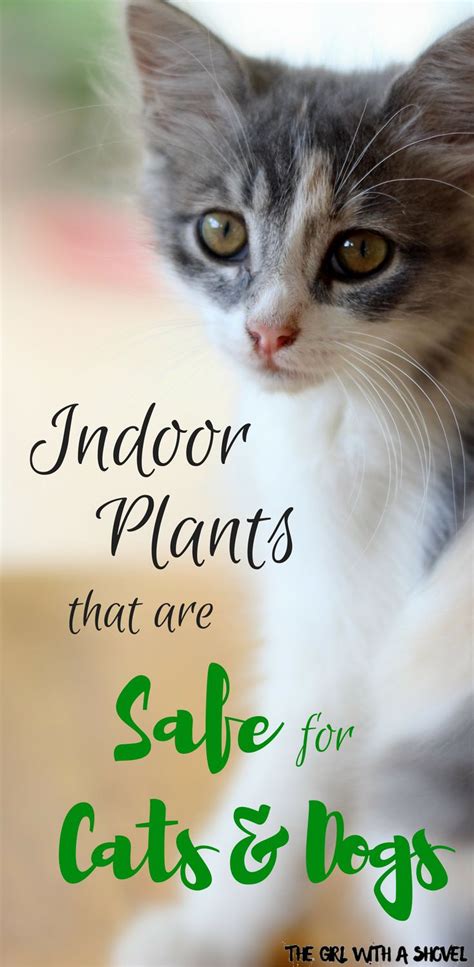 Why might a cat or dog decide to chew on your houseplants? Safe Houseplants for Pets | Indoor plants low light, Cat ...
