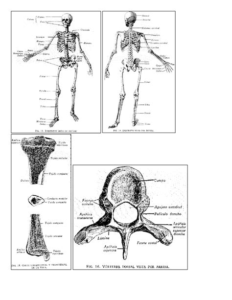 Osteología Anatomía Humana Quiros Docsity