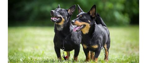 lancashire heeler dog breed complete guide az animals