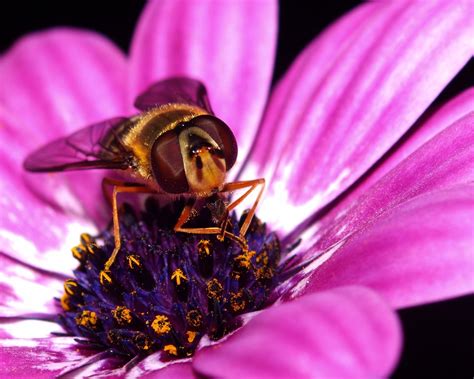 Bee On Daisy Free Photo Download Freeimages
