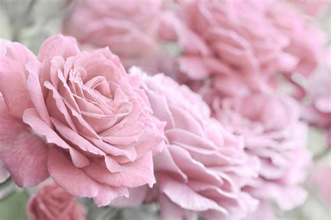 All The Soft Pink Roses Photograph By Jennie Marie Schell Fine Art