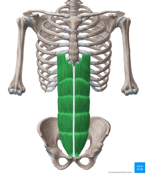 Anterior Abdominal Muscles Anatomy And Functions Kenhub