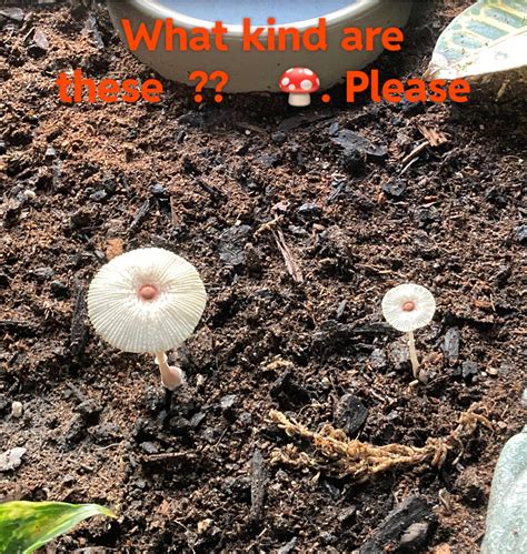 Please Help Me Identify These Mushrooms 🍄 That Are Growing In Side My