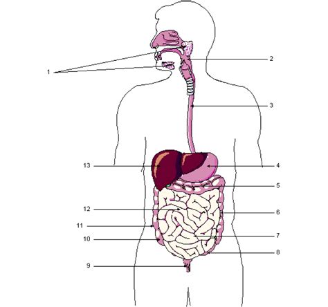 Digestive Anatomy Diagram Quizlet