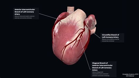 The new guideline applies to the number of coronary arteries treated and not the number of sites treated. Coronary Artery Anatomy | Blood Supply to the Heart | Geeky Medics