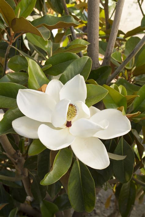 Saint Mary Southern Magnolia Compact Form Creates A Dense Pyramidal