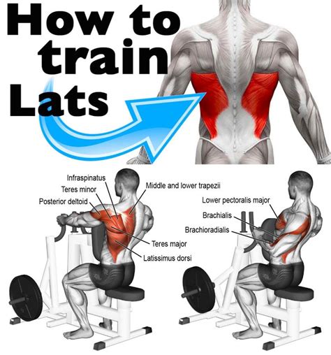 How To Train Lats Dumbbell Back Workout Workout Plan Gym Big Back Workout
