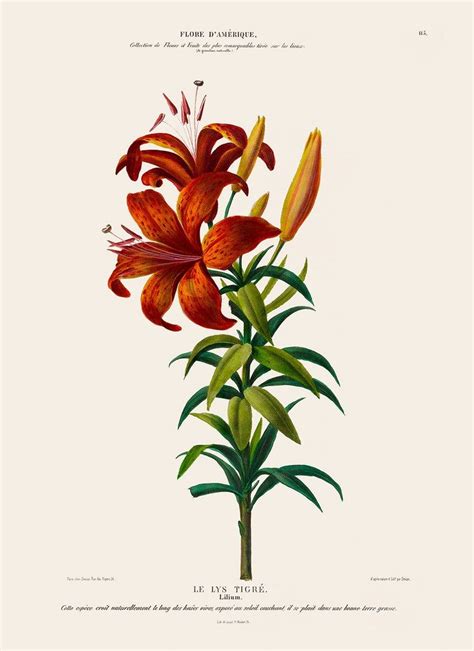Tiger Lily Poster Lilium Floral Wall Decor Antique Botanical