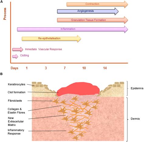 Frontiers The Role Of Iron In The Skin And Cutaneous Wound Healing