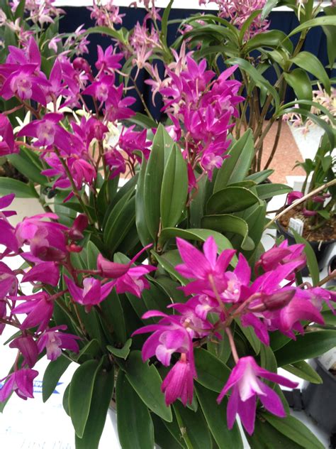 Outdoor Orchid Variety | Orchid varieties, Orchids, Orchid photo