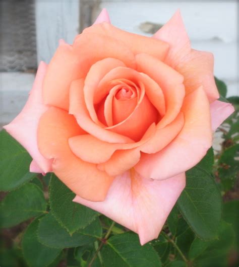 From The Garden A Perfect Peach Rose For Creative Weekends 6