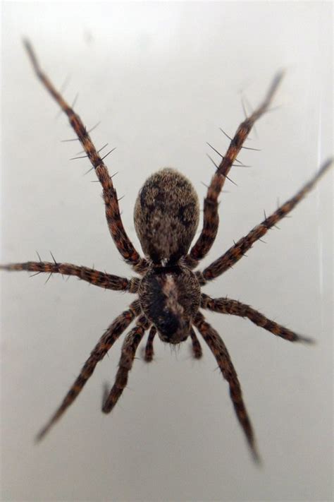 Camel spiders are arachnids found in desert regions in many parts of the world. Climate change means bigger Arctic spiders—and that could ...