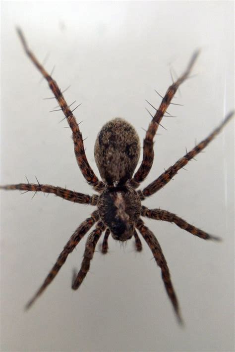 Most people are fearful of being bitten by a spider, however, it's important to note that humans are not a food source for. Climate change means bigger Arctic spiders—and that could ...