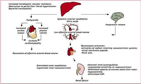 Diagram Pathophysiology Of Liver Cirrhosis Ppt Hypertency Portal